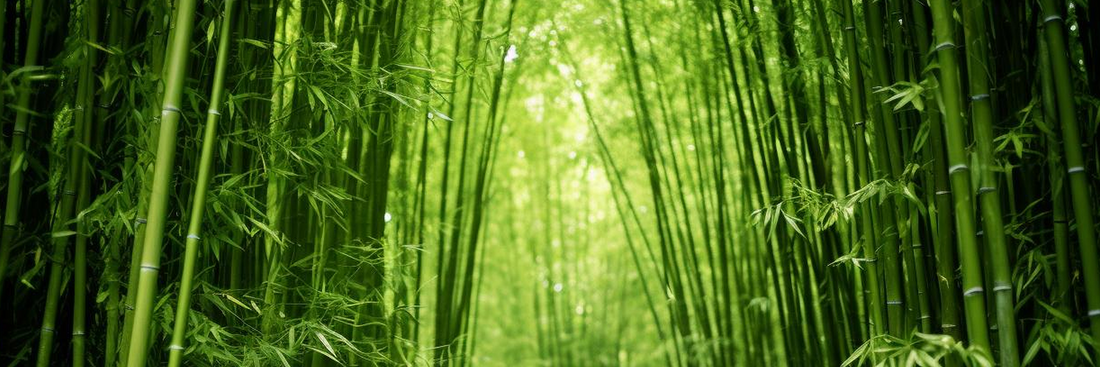 Bamboo and Sustainability: The Ideal Duo for Eco-Friendly Home Decor